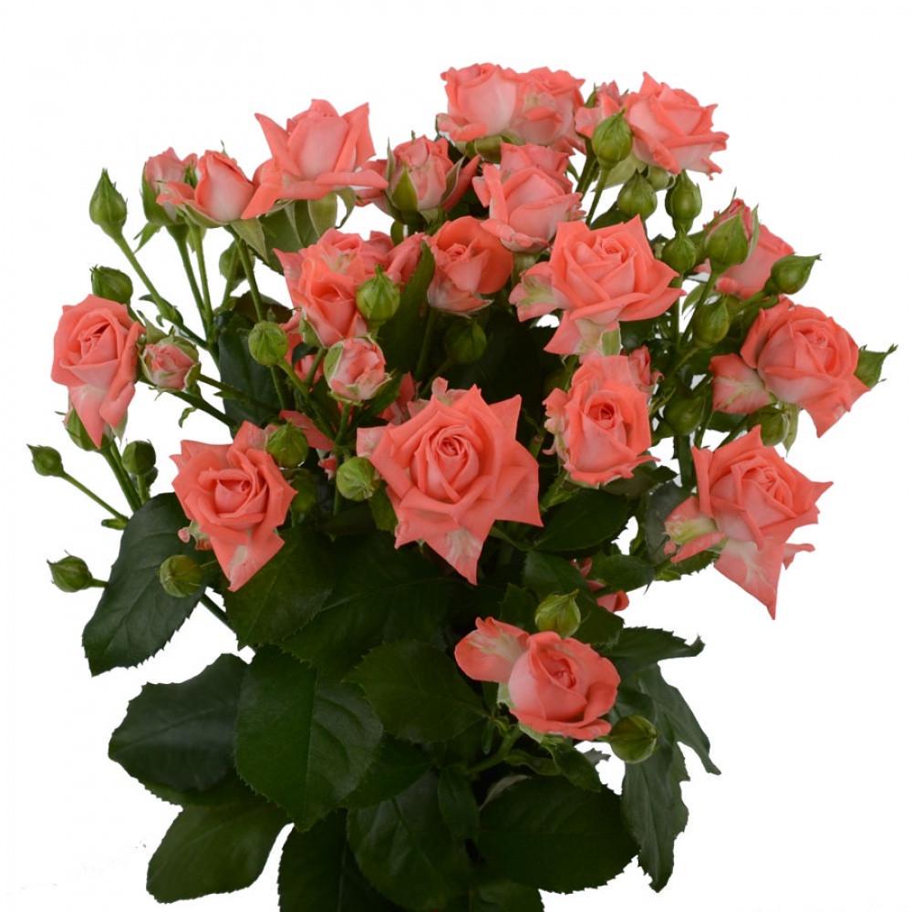 Роза Barbados Спрей в контейнере (2669455705) - фото 5