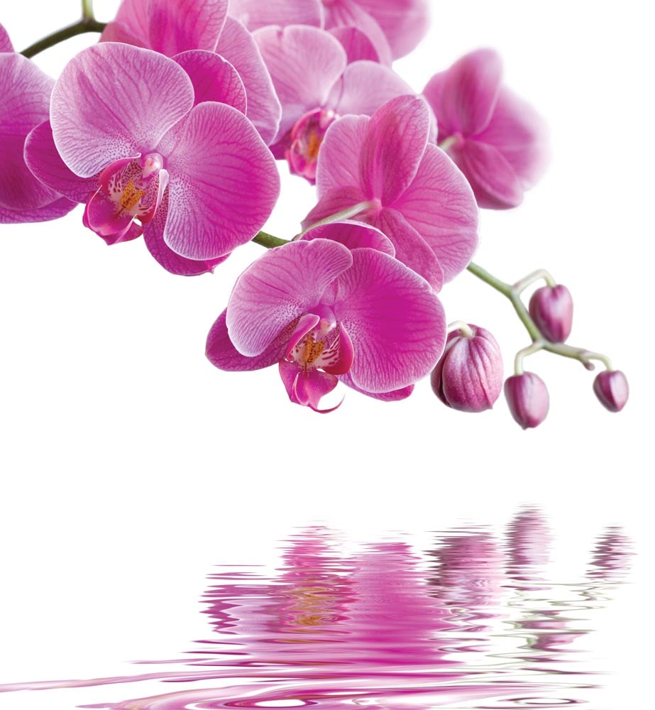 Фотошпалери WS Wallpaper 3D орхідеї 240x260 см (31110)