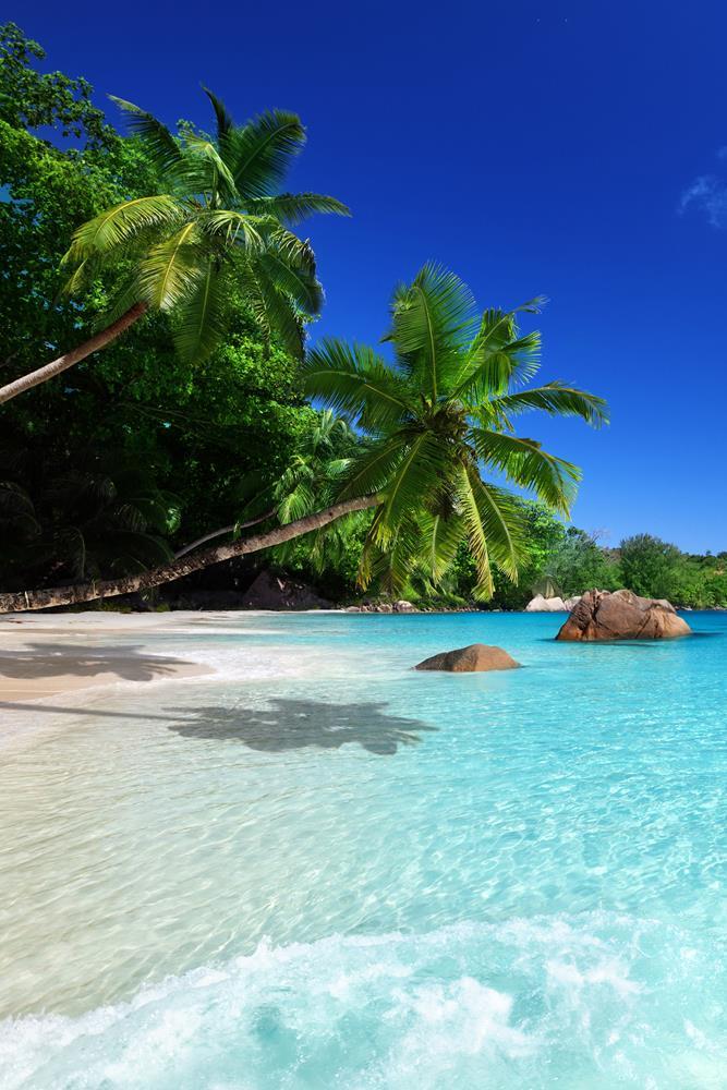 Картина на холсте Пальмы 85х55 см (L102)