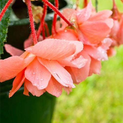Бегония Florium Pendula Cascade Salmon (4574) - фото 3