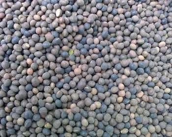 Семена Вики Яровой 1 кг (1196) - фото 3