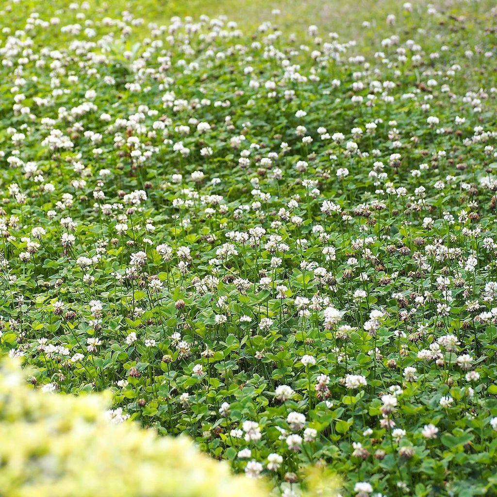 Семена белого клевера GrassNature Ривендел для газона сидерата и медоноса 5 кг (3222111516)