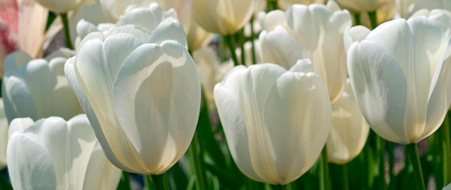 Тюльпан Dobrodar Дарвіна Ivory Floradale 3 шт. (38276342)