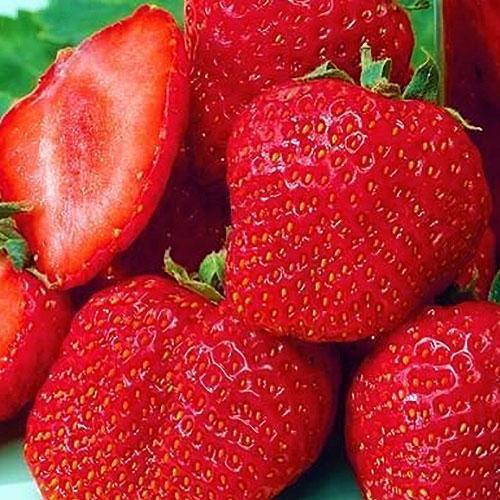 Сажанец Клубника Мармелада Marmolada средний срок созревания сорт стойкий к различным заболеваниям 5 шт. (37068)