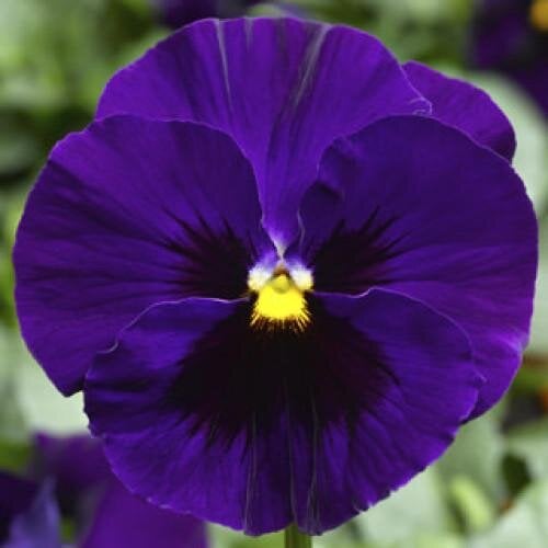 Семена цветов Виола Delta F1 Speedy Deep Blue with Blotch Syngenta 25 шт. (BN09922-4)