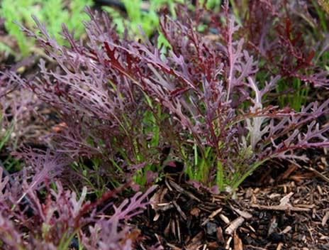 Семена Мизуна Красная  1 г 500 шт. скороспелая японская капуста (RS-00904)