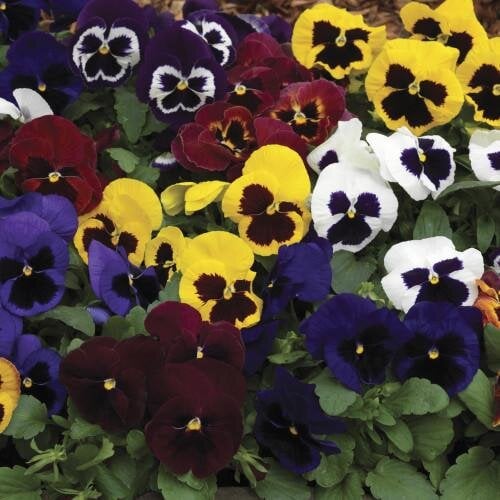 Семена цветов Виола Mammoth Masquerade Mix Syngenta 500 шт. (BN03268-2)