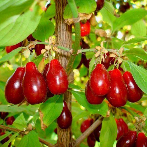 Саджанець кизил Володимирський Привитий Середньостиглий (2075865357)