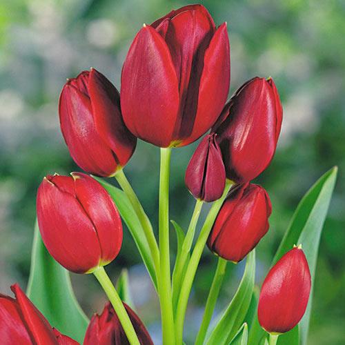 Тюльпан многоцветковый Dobrodar Wallflower 6 шт. (38282724)