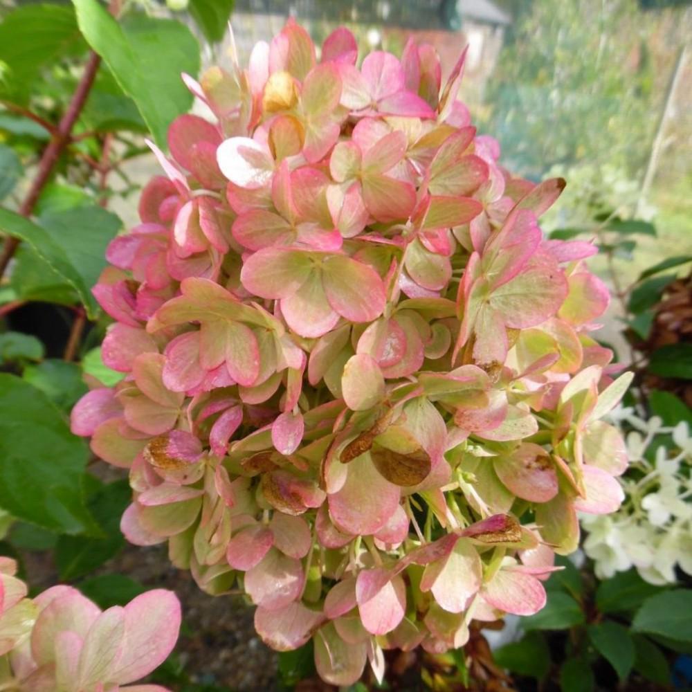 Гортензия метельчатая Пастель Грин Pastel green 12 шт. (38285802)