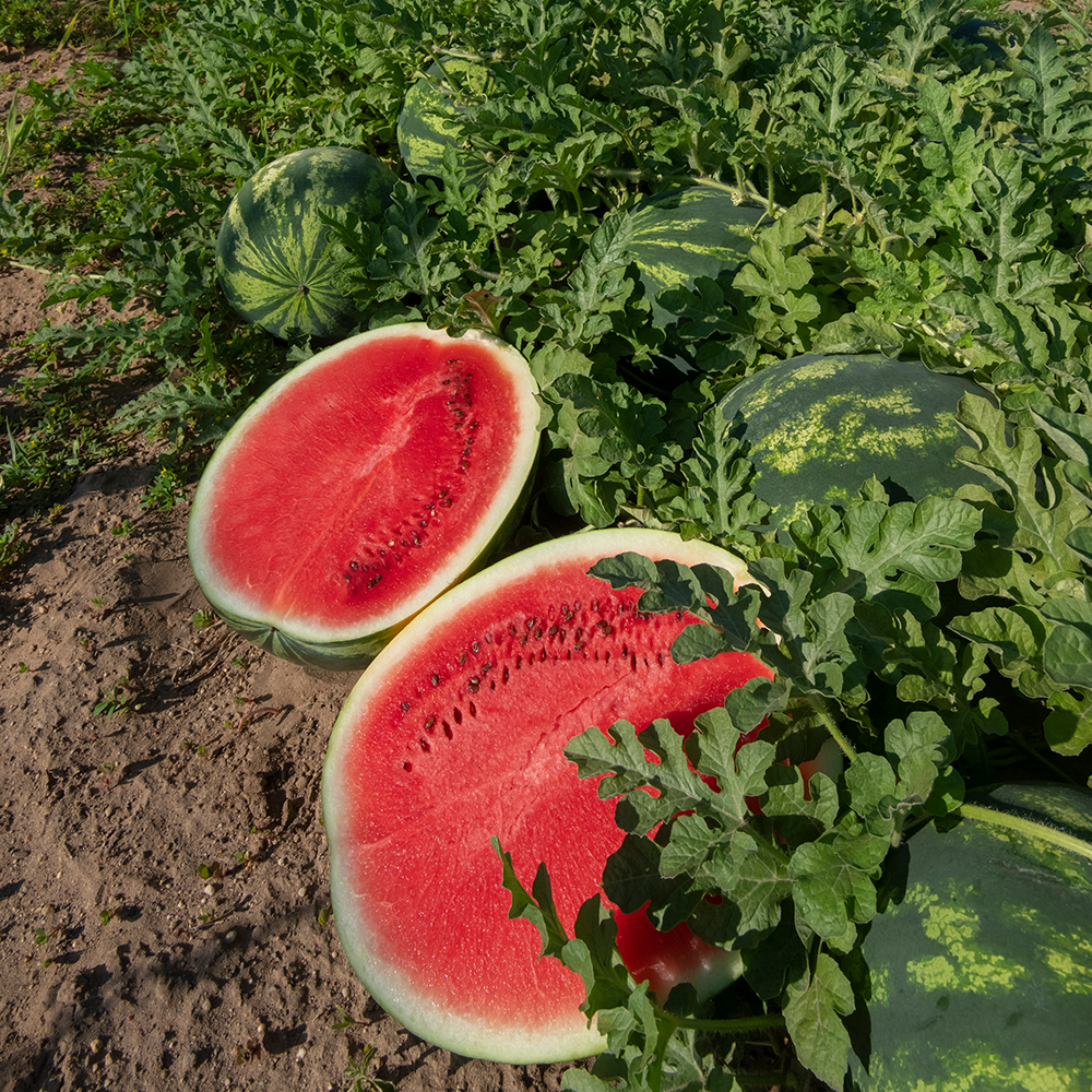 Семена Cultiva Арбуз Лузитана F1 5 шт (jkl2) - фото 3 Семена Cultiva Арбуз Лузитана F1 5 шт (jkl2) - фото 3