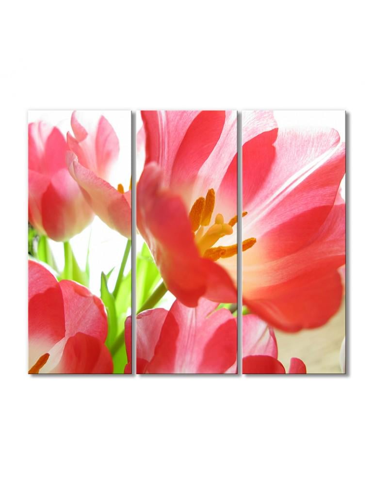 Картина модульная Раскрытые тюльпаны 3 модуля 70x105 см