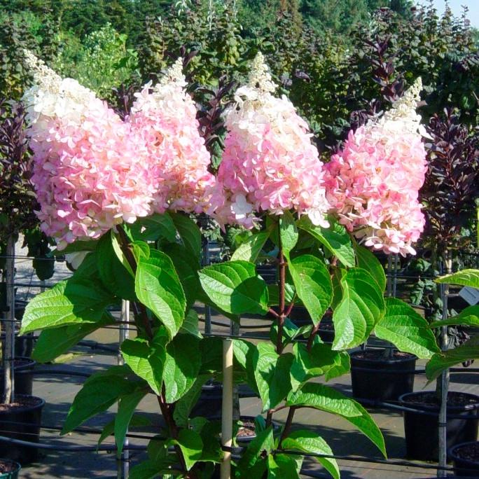 Саджанець гортензії волотистої Hydrangea paniculata Pinky Winky Р9 (1334345353)