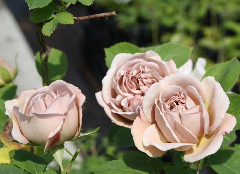 Роза Ash Wednesday Плетистая в контейнере (2558766774) - фото 6