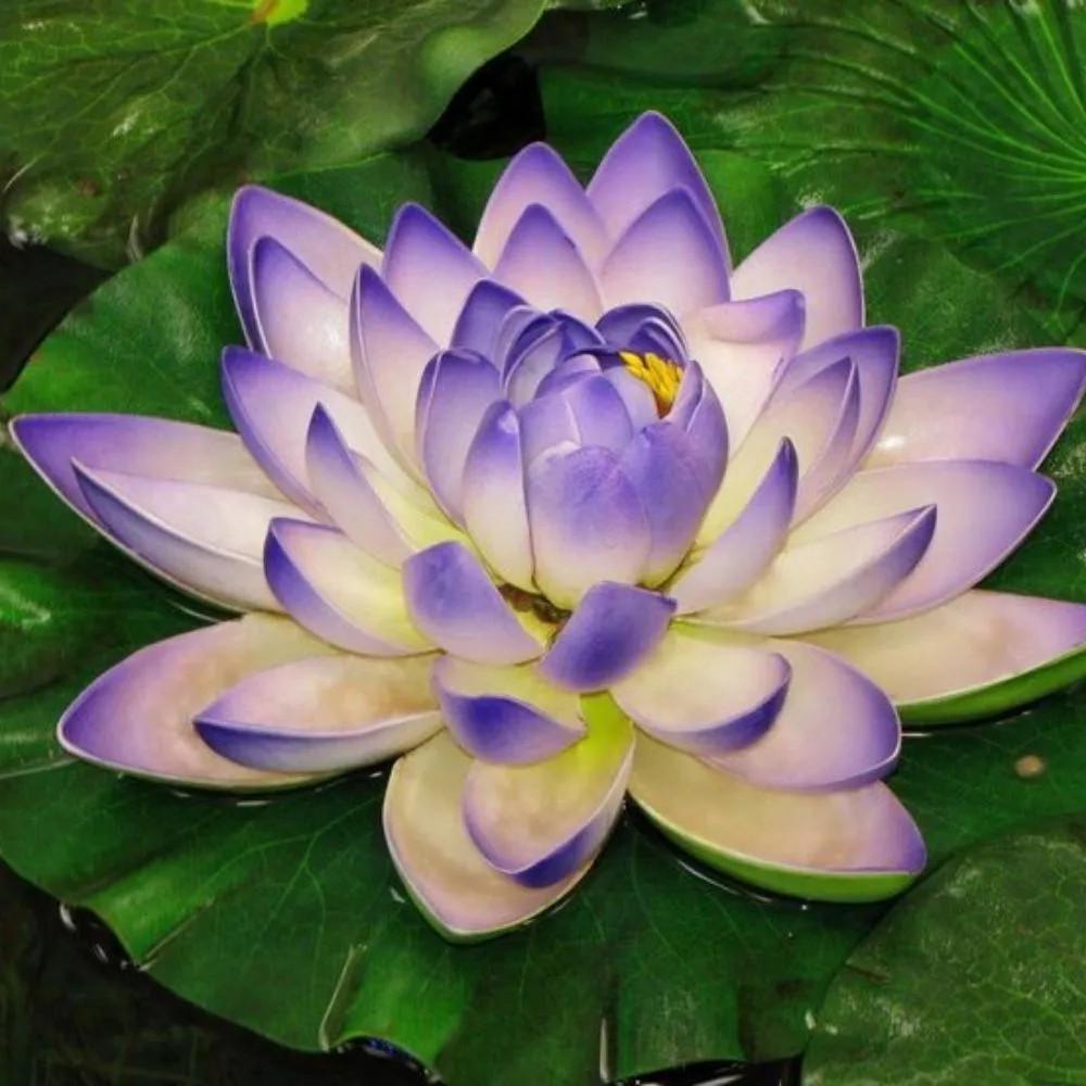 Лотос Горіховий Люцзян мікс квітів насіння 3 шт. (2600106573) - фото 7 Лотос Горіховий Люцзян мікс квітів насіння 3 шт. (2600106573) - фото 7