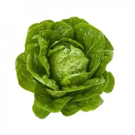 Насіння Салат Ромен Enza Zaden XAMENA Organic 1 000 шт. (1993692008) Насіння Салат Ромен Enza Zaden XAMENA Organic 1 000 шт. (1993692008)