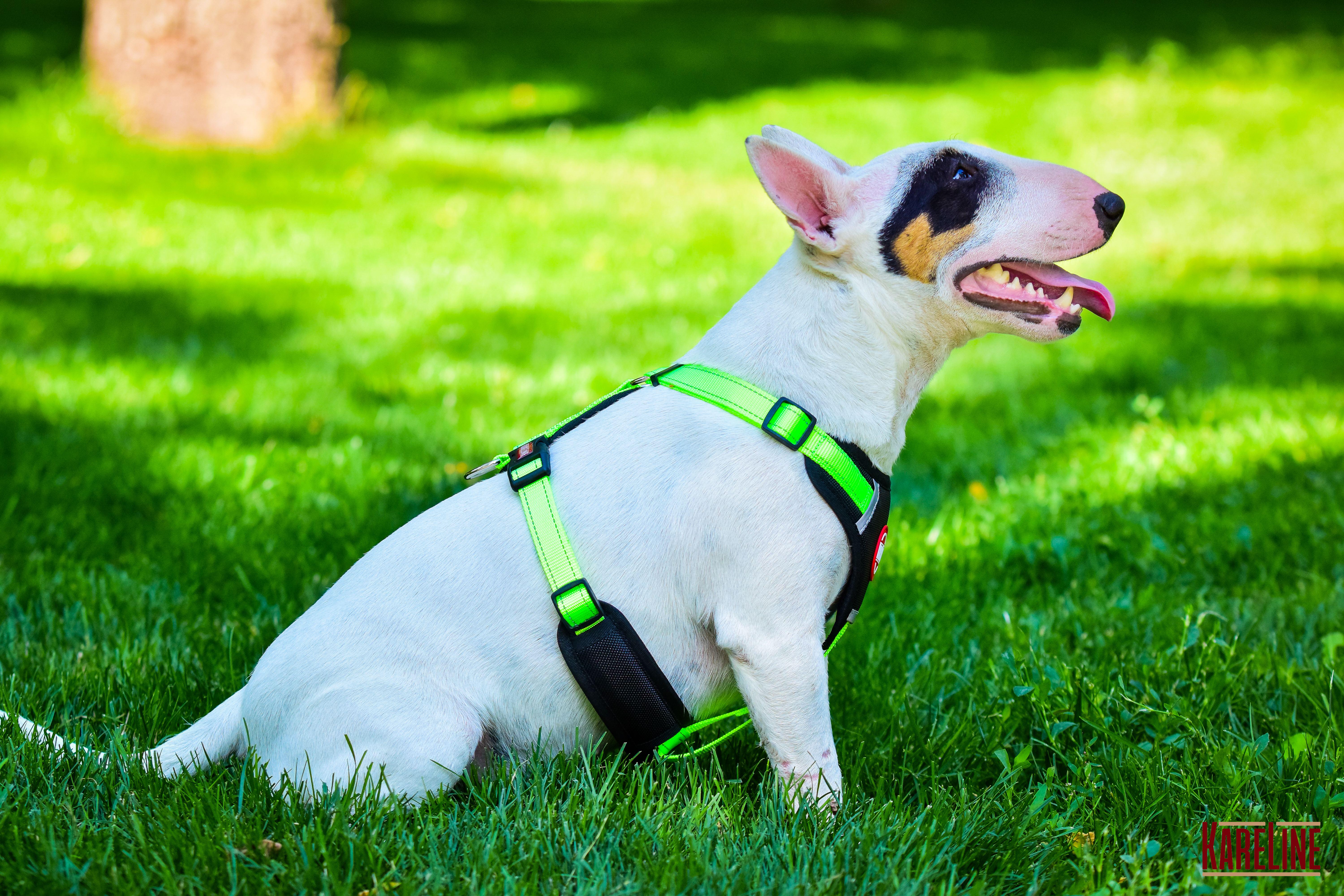 Шлея KareLine из нейлона с пластиковой пряжкой 20 мм А:400-600 мм В:500-630 мм Салатовый (0883/5) - фото 4 Шлея KareLine из нейлона с пластиковой пряжкой 20 мм А:400-600 мм В:500-630 мм Салатовый (0883/5) - фото 4