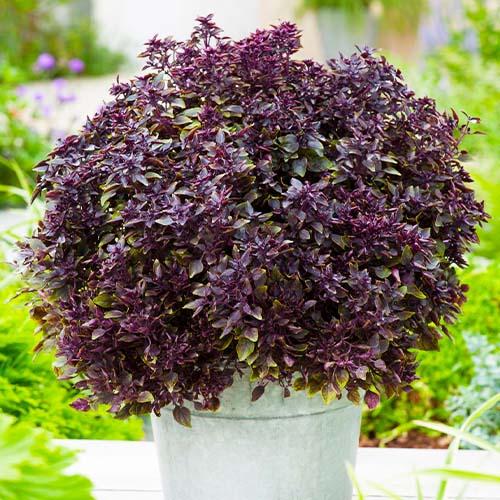 Семена Базилик Florium Черный гранат (18708) Семена Базилик Florium Черный гранат (18708)