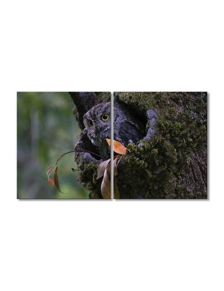 Картина модульная Сова в дупле 2 модуля 50x75 см