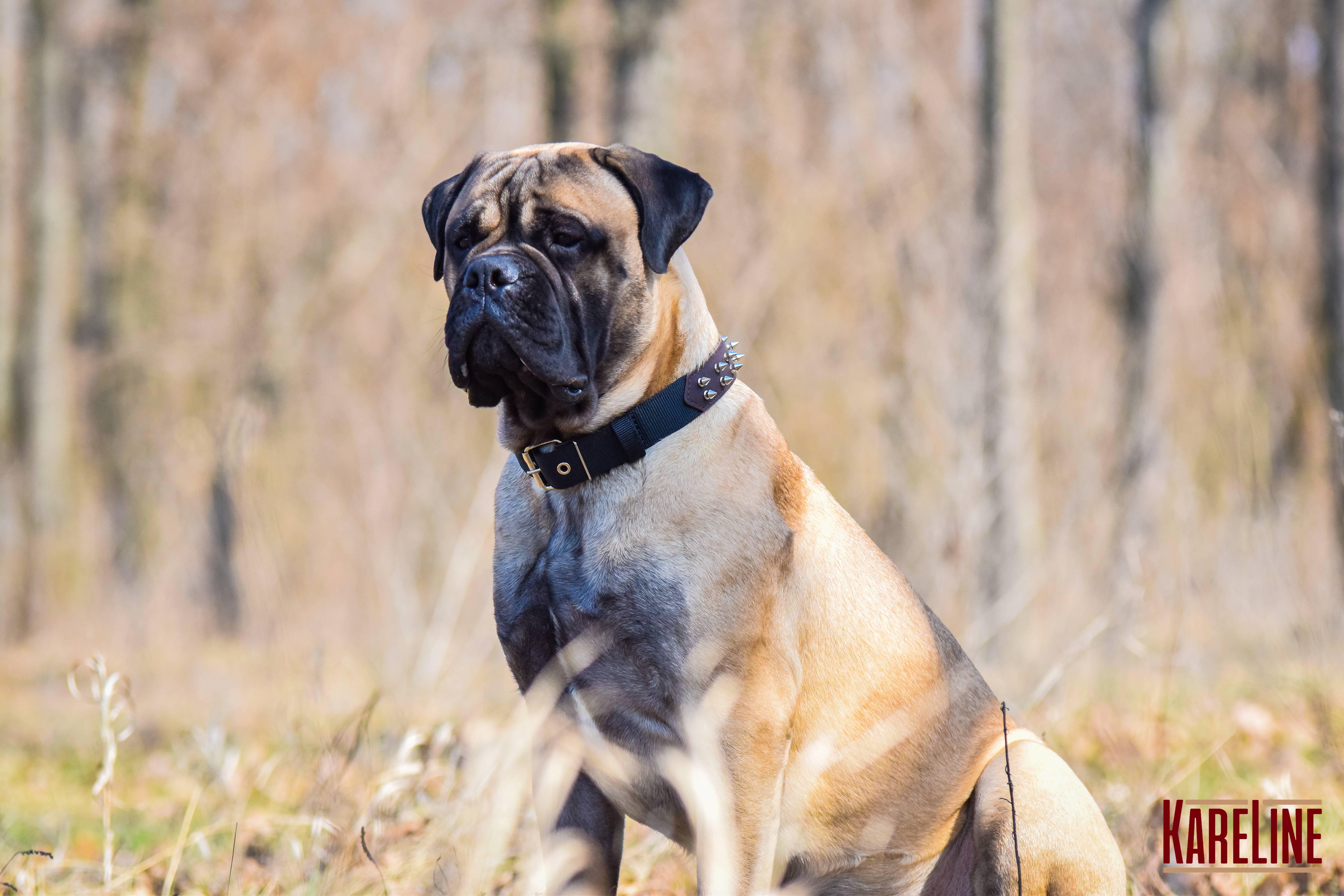 Ошейник KareLine и натуральной кожи с шипами 35 мм 410-510 мм (6606/12) - фото 3 Ошейник KareLine и натуральной кожи с шипами 35 мм 410-510 мм (6606/12) - фото 3