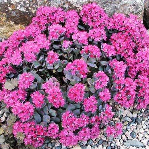 Седум Florium Lidakense (11423)