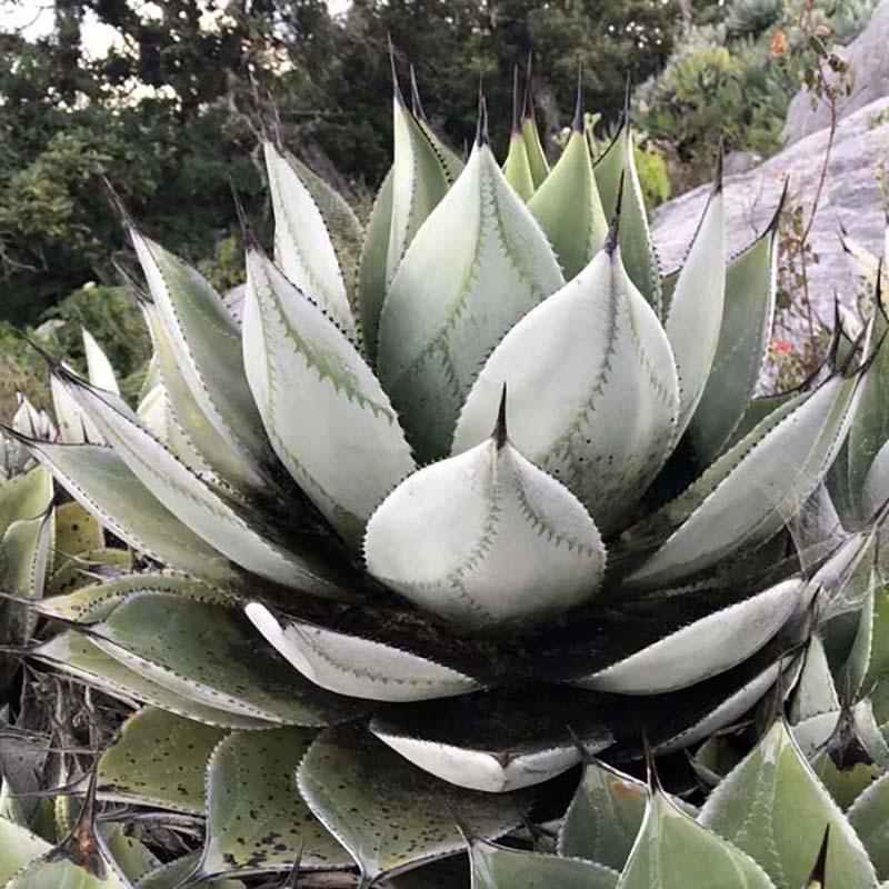 Семена Агава Соломона Agave salomonii 3 шт./уп.