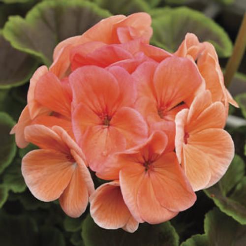 Семена цветов Syngenta Пеларгония садовая BullsEye Salmon 5 шт. (BN01630-4)