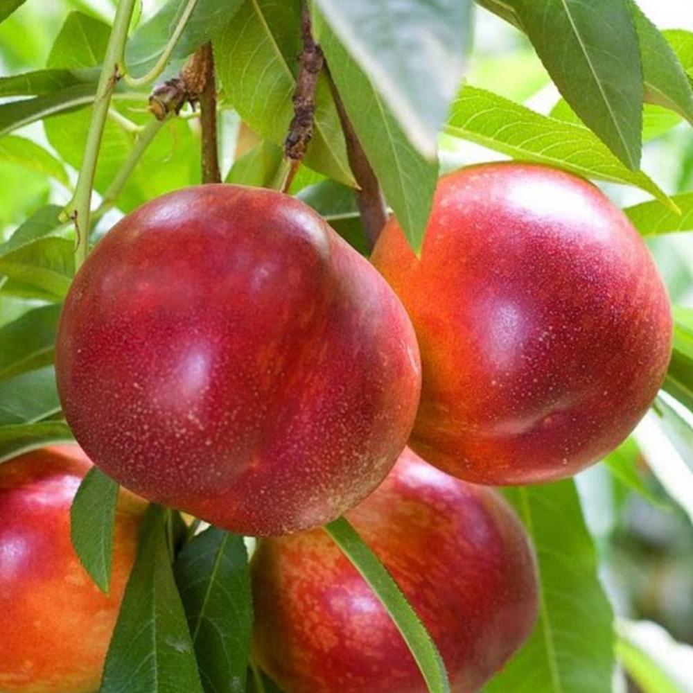 Саджанець колоновидного нектарину Роман (14965271)