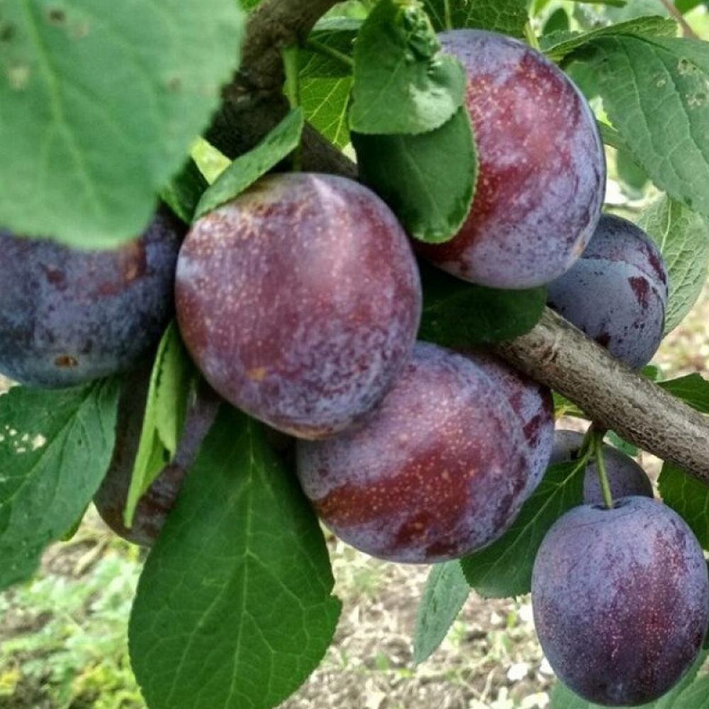 Саженец сливы Кабардинка 1 летний (14965695)