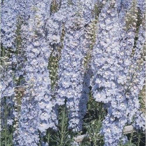 Семена цветов Дельфиниум Benarys Pacific Benarys ummer Skies (BN04198-3)