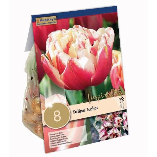 Тюльпан Florium Toplips брендовые луковицы Kapiteyn (15346)