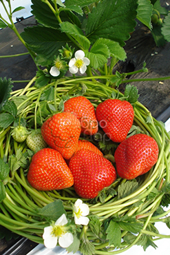 Полуниця рання 6 шт. (38278494)