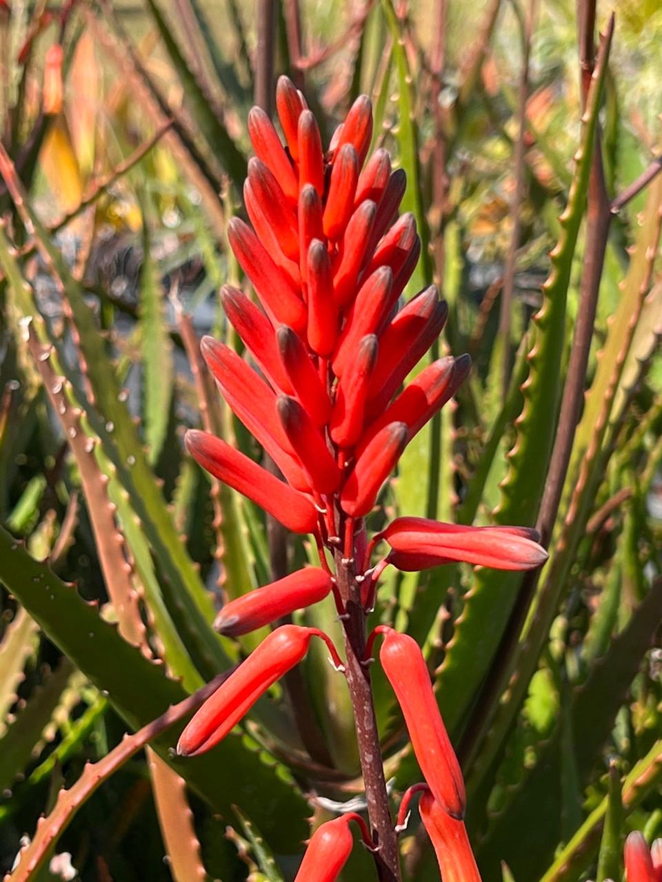 Семена Красивые цветущие Алое Даве Aloe dawei 3 шт. (2982002412)