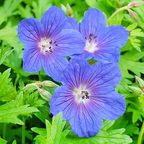 Герань Florium Gravetye (15660)