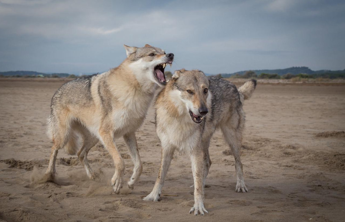 Картина на холсте Волки 35x55 см (J140)