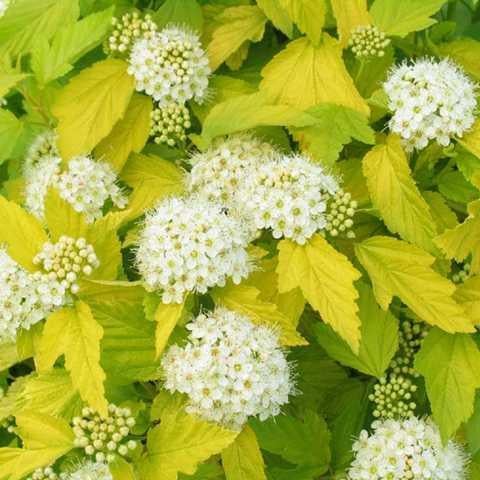 Саженцы пузыреплодник калинолистный Лютеус в горшке 0,5 л