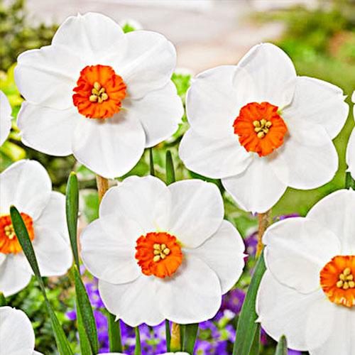 Нарцисс Florium Woodland Star (18176)