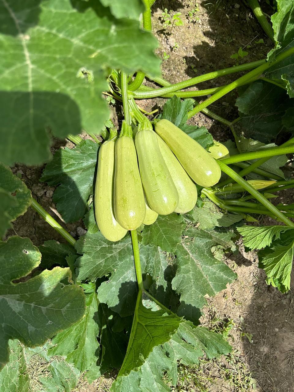 Насіння Cultiva Кабачок Рішар F1 5 шт. (KBR5) - фото 8