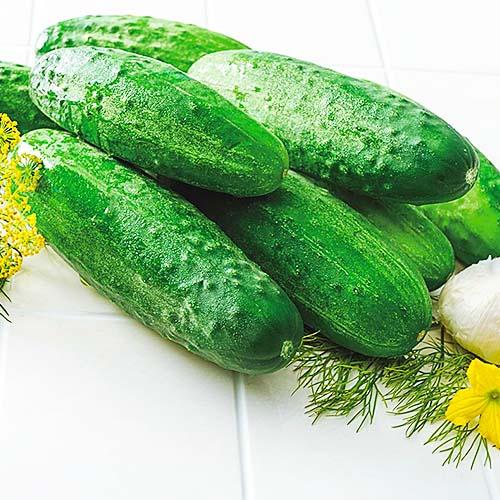 Семена Огірок Florium Їжачок F1 (17008)