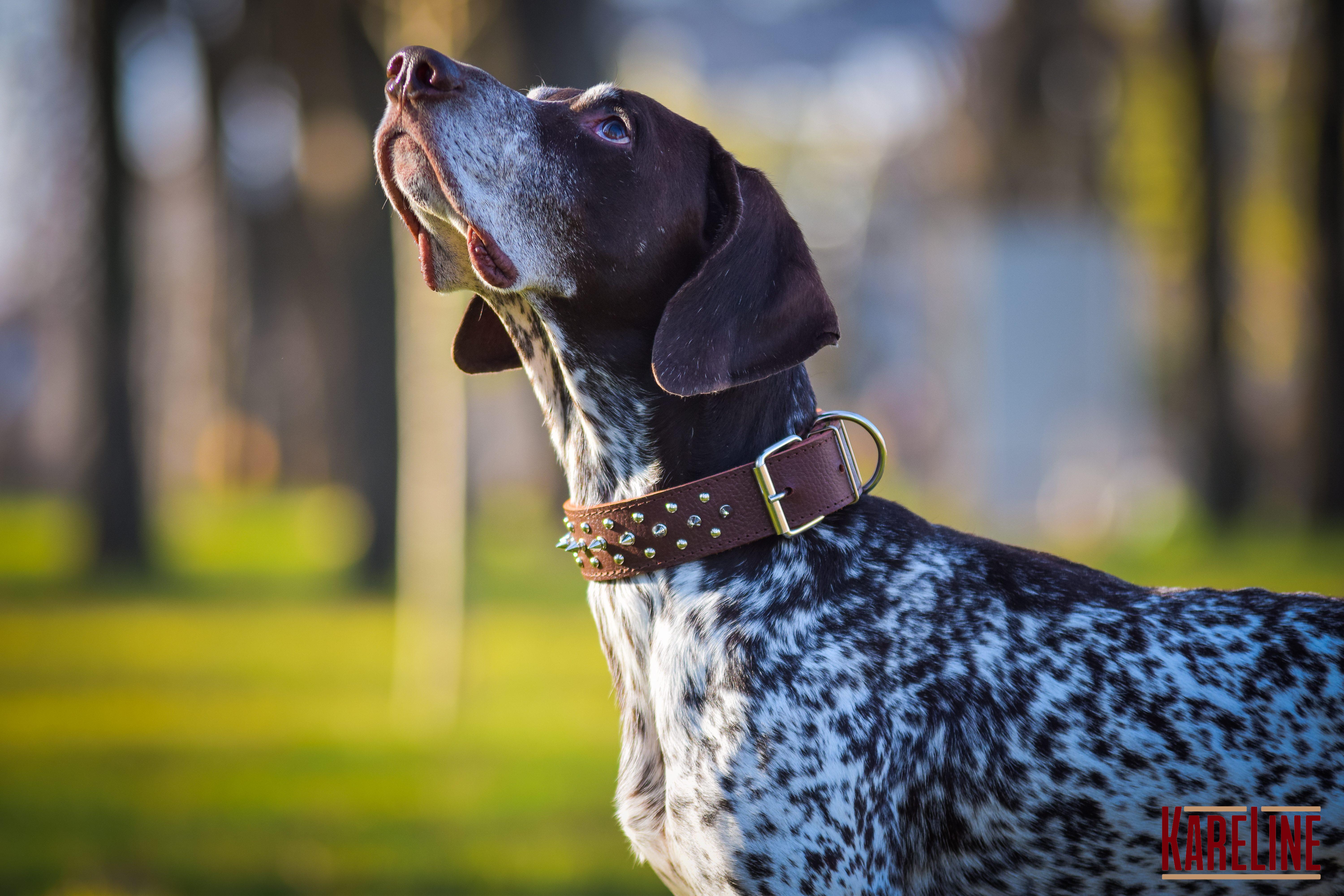 Ошейник KareLine из натуральной кожи с заклепками и шипами 40 мм 500-650 мм (1766/2) - фото 5 Ошейник KareLine из натуральной кожи с заклепками и шипами 40 мм 500-650 мм (1766/2) - фото 5