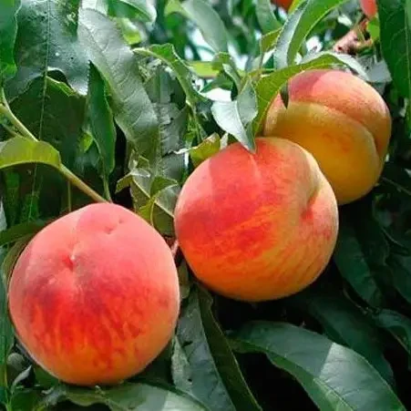 Саджанець пізднього персика Кримська Осінь (2833380427)