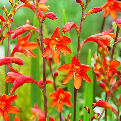 Крокосмия Florium Fire King (10320)