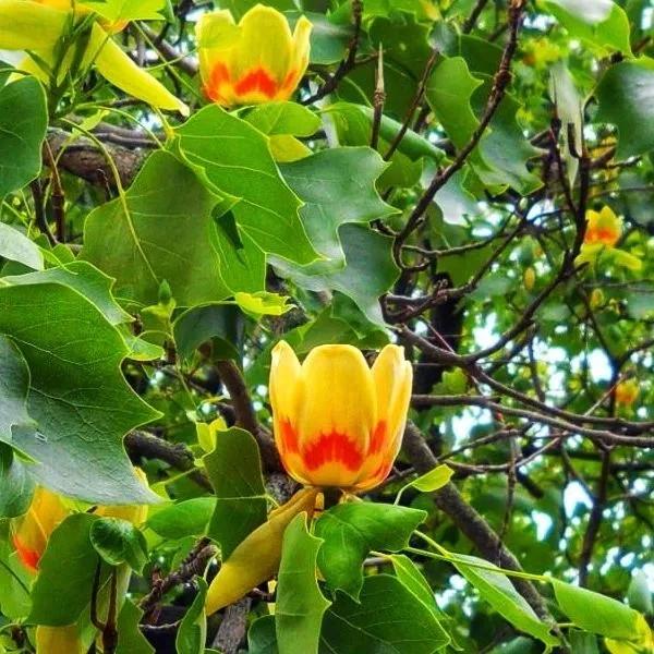 Насіння ліріодендрону тюльпанного Liriodendron tulipifera тюльпанове дерево 5 шт.