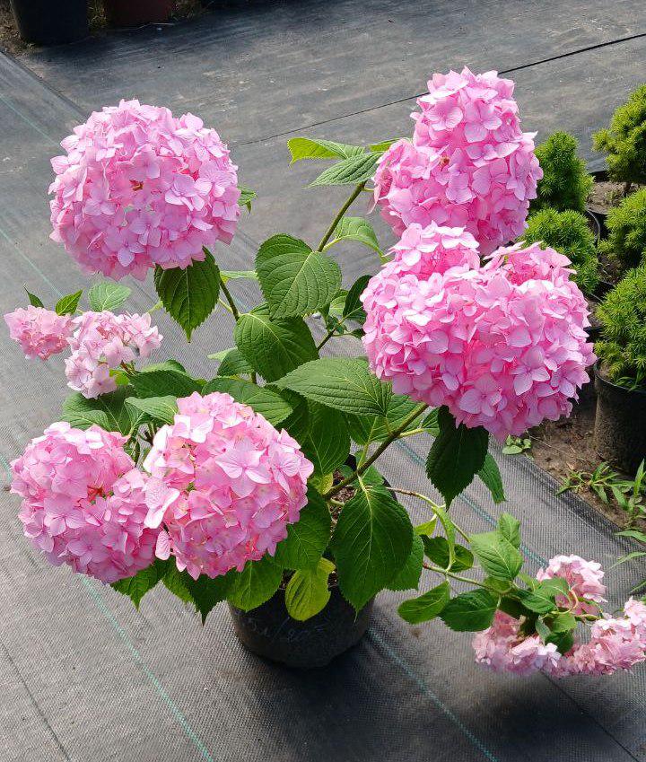 Гортензія широколиста Букет троянд (18357660)