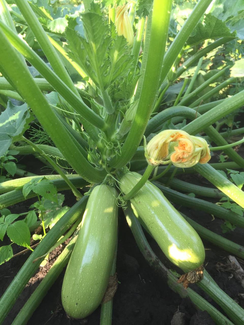Насіння Cultiva Кабачок Рішар F1 5 шт. (KBR5) - фото 2