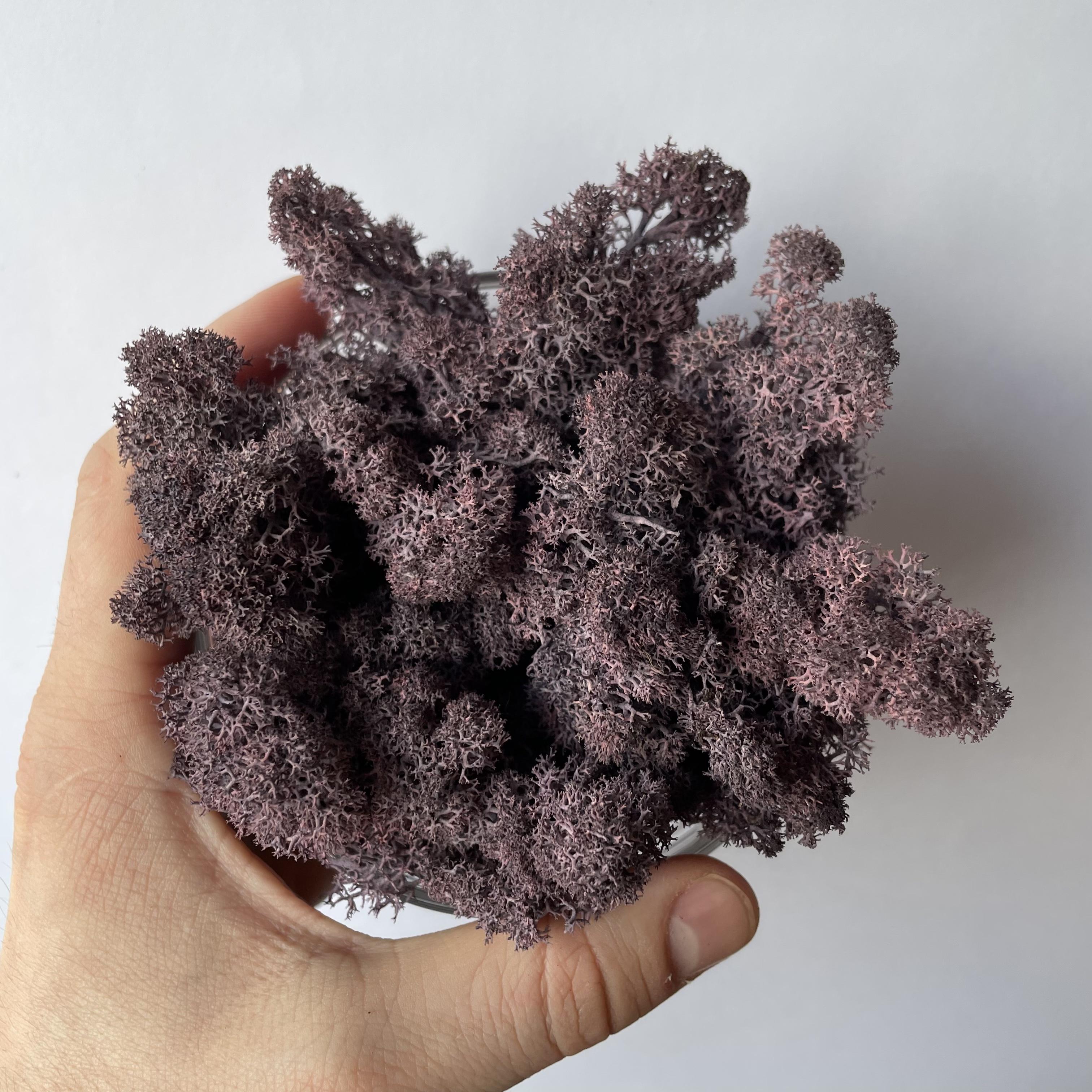 Стабілізований мох норвезький ягель 2 кг Фіолетовий (27363035) - фото 5 Стабілізований мох норвезький ягель 2 кг Фіолетовий (27363035) - фото 5