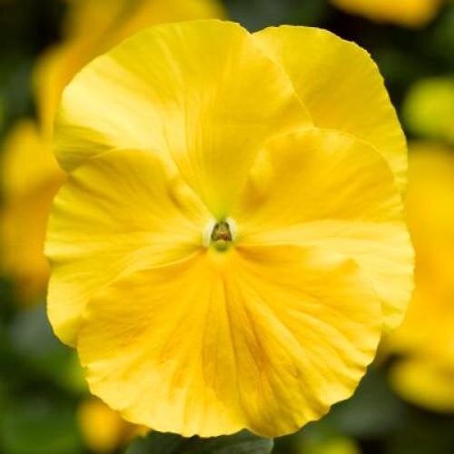 Семена цветов Виола Delta F1 Speedy Clear Yellow Syngenta 500 шт. (BN12406-2)