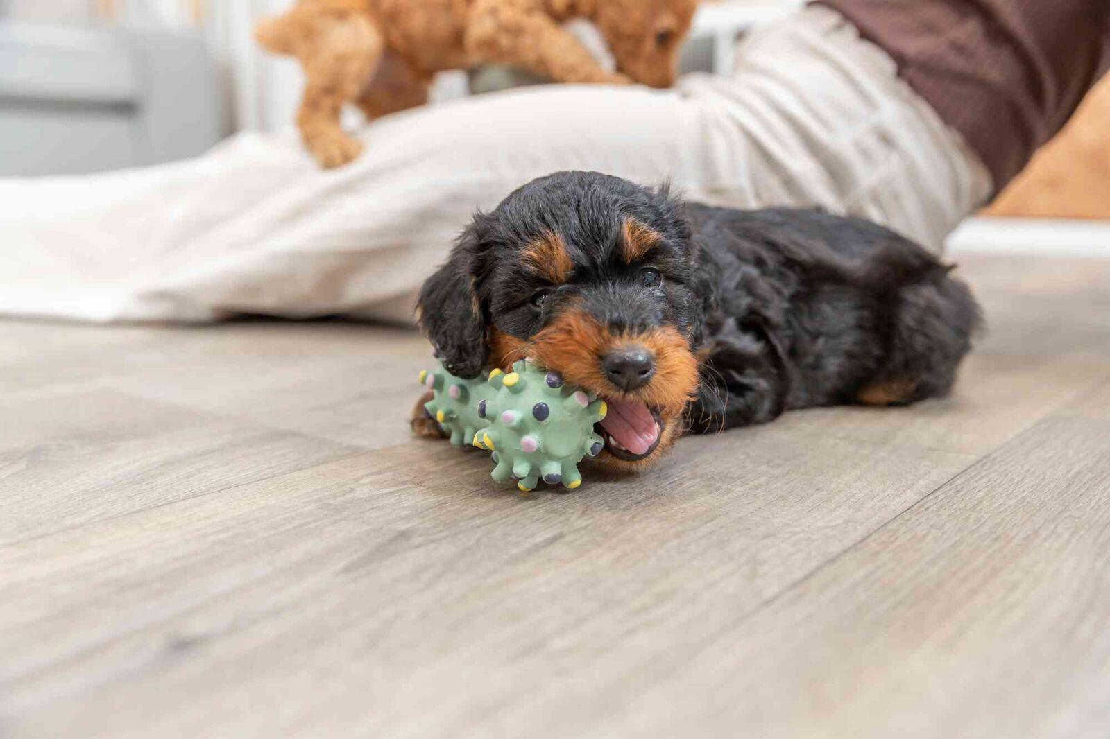 Игрушка Trixie Junior гантель-еж для щенков 10 см (TX-35611) - фото 5