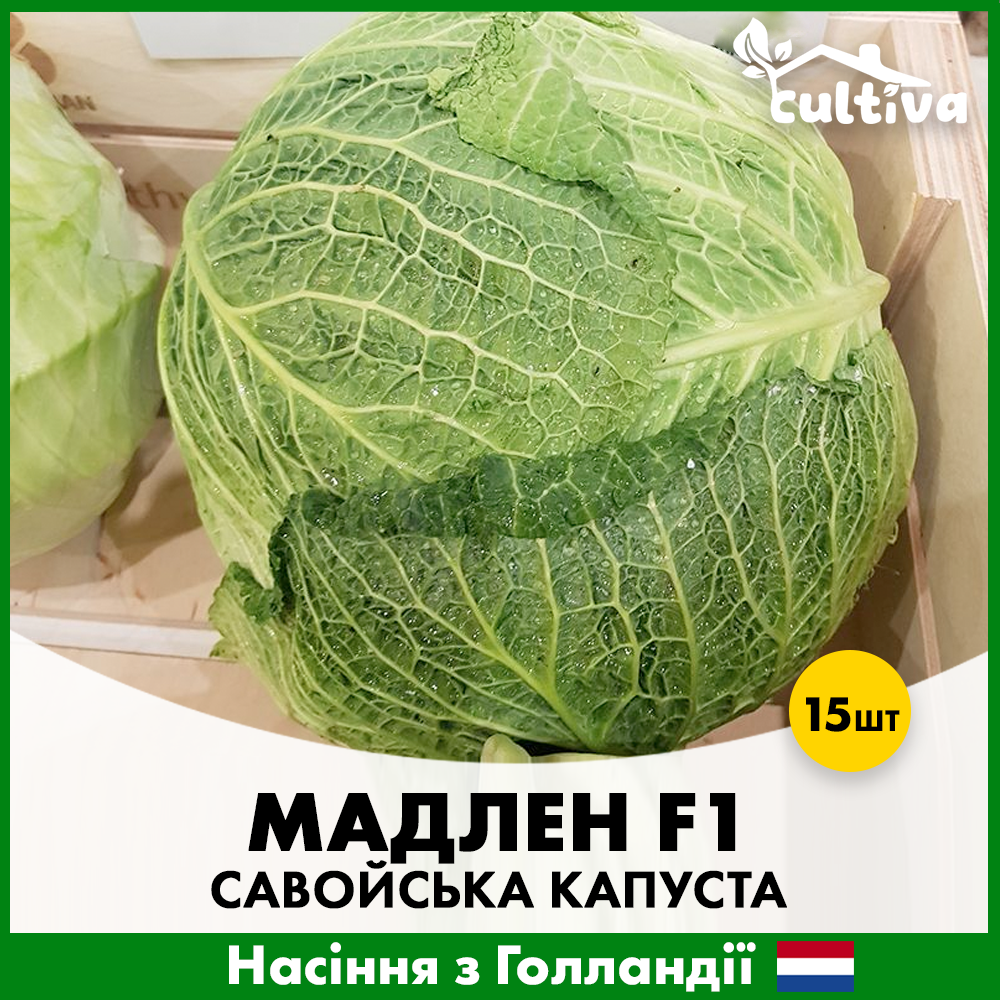 Насіння савойської капусти Rijk Zwaan Мадлен F1 15 шт. (00365)