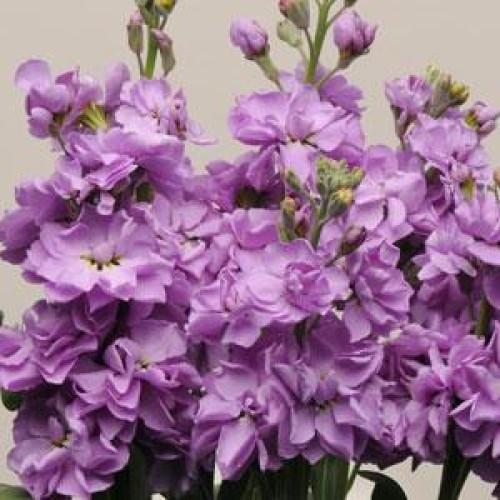 Семена цветов Левкой KATZ LAVENDER Blue (BN01532-3)